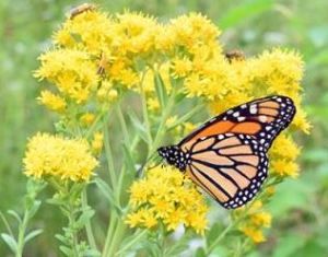 A monarch butterfly sits on yellow flowers