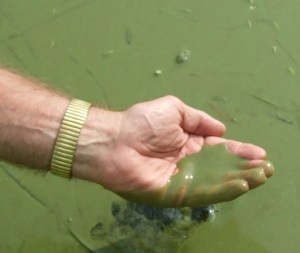 A hand holding algae out of the water in Lake Erie 