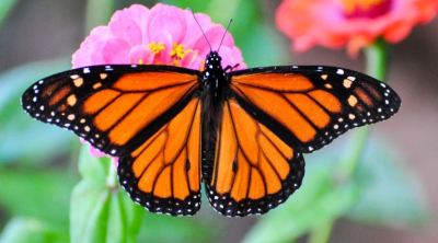 A monarch butterfly sits on a pink flower