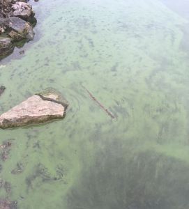 A rock in a green lake