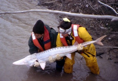 Scientists release a pallid sturgeon into the water