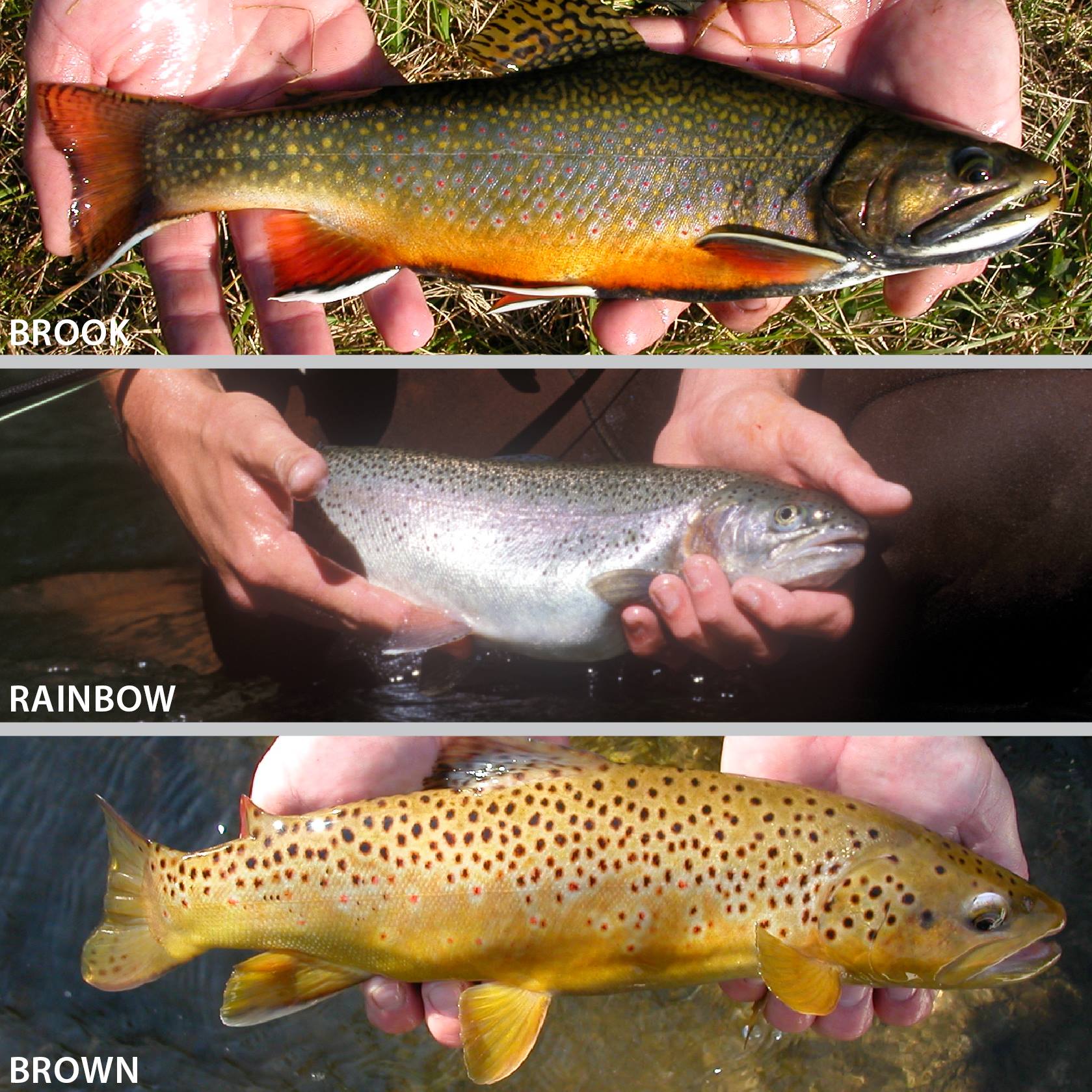 three trout