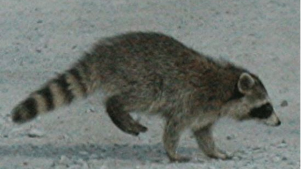 raccoon crossing road
